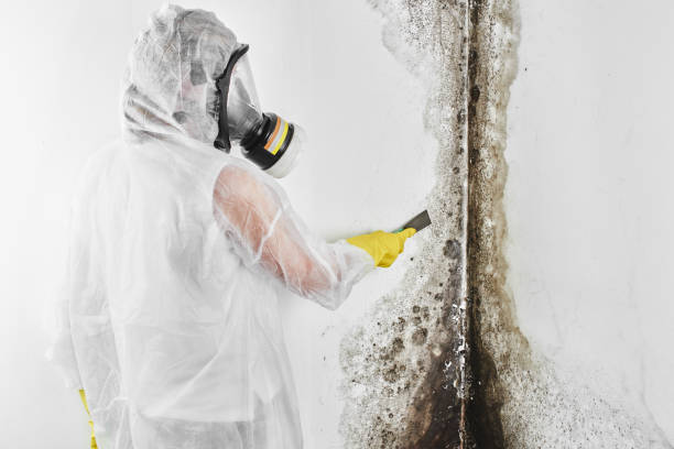 Best Crawl Space Mold Remediation in Ivanhoe, TX