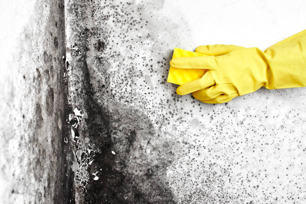 Best Mold Remediation for Specific Building Types in Ivanhoe, TX
