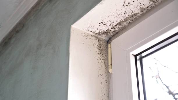 Best Mold Remediation for Schools in Ivanhoe, TX