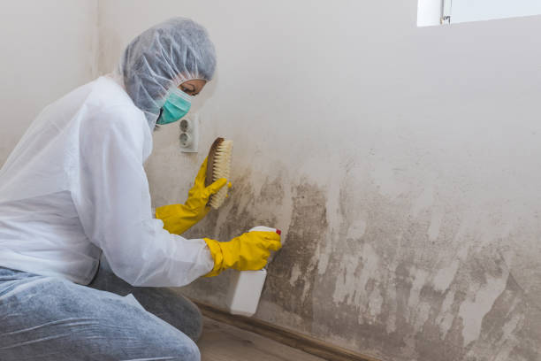 Best Bathroom Mold Remediation in Ivanhoe, TX
