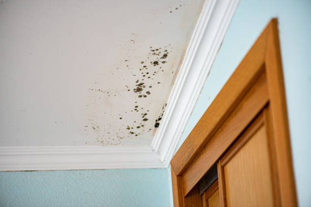 Best Preventive Mold Services in Ivanhoe, TX