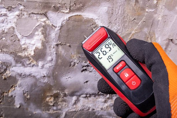 Best Insurance-Related Mold Remediation in Ivanhoe, TX