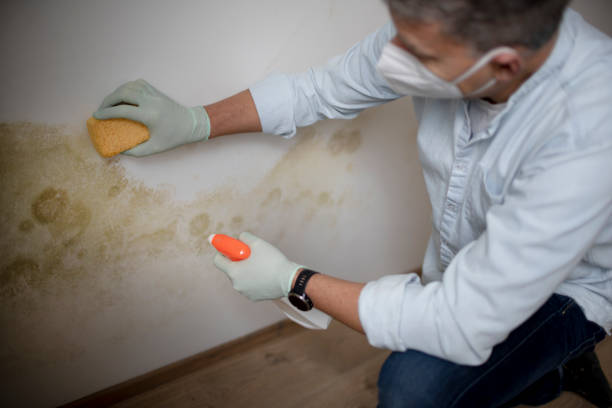 Best Localized Mold Remediation (e.g., coastal areas, humid climates) in Ivanhoe, TX