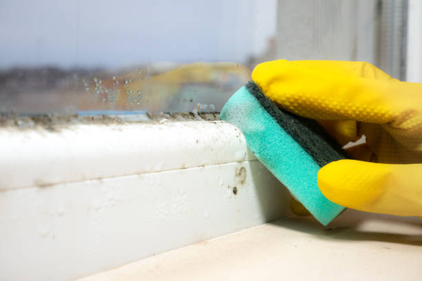 Best Residential Mold Remediation in Ivanhoe, TX
