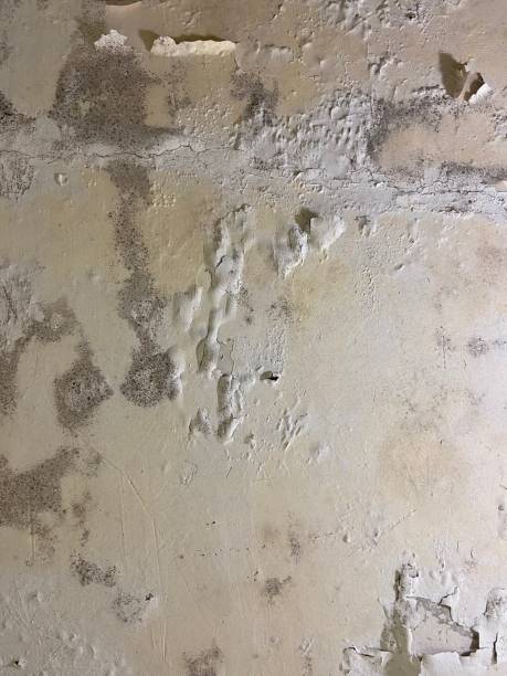 Best Health and Safety Mold Remediation in Ivanhoe, TX
