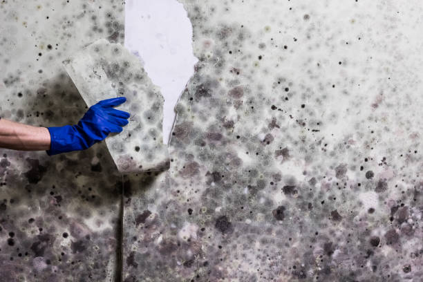 Best DIY Mold Remediation Support Services in Ivanhoe, TX